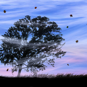 Blowing in the Wind