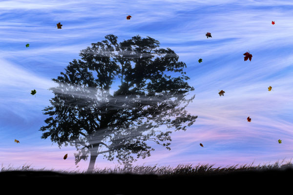 Blowing in the Wind