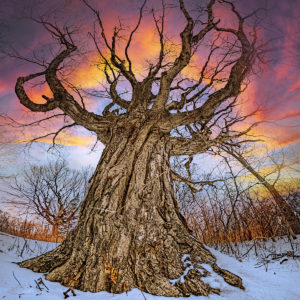 Tree Crown