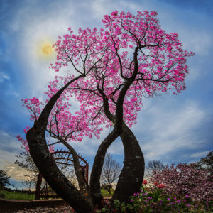 Moon Blossoms