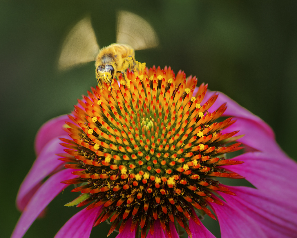 Honeybee wings in motion taking off of a Purple Cone Flower