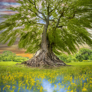 Willow Tree